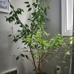 Real Plant Tree With Pot