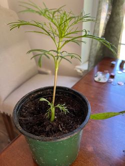 One Cosmos plant. One yellow Calendula plant.