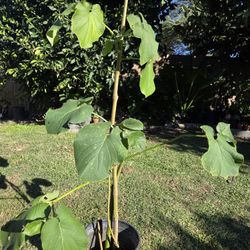 Yerva Santa Plant Medesinal 