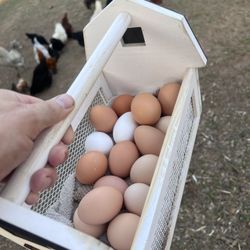 Farm Fresh Eggs Free Range Organic $4 Per Dozen
