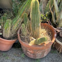 Cactus 