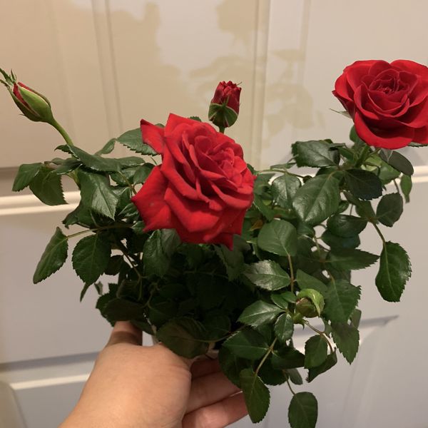 Download Mini Rose Plant in a metallic pot (perfect gift for all ... Yellowimages Mockups