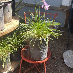 Society Garlic Plant 