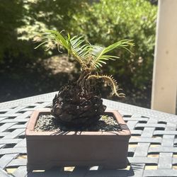 Sago Palm Unique Bonsai