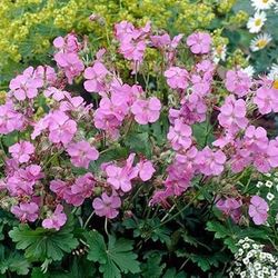 Hardy Germanium Perennial Plants 