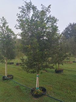 Tree delivered and planted. Oak tree starting at $165 8-10ft tall nice canopy