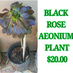 Black Rose Aeonium Plant