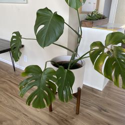 Monstera With Mid-Century Modern Planter Stand