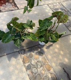 6” philodendron Verrucosum ( price is for each )