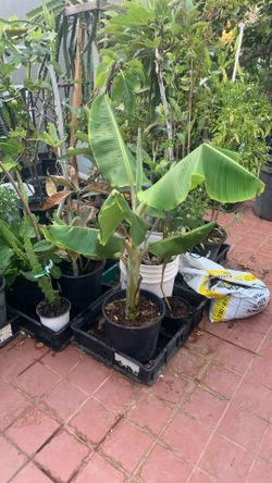 Thai Banana