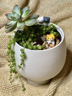 Cats World In Succulent Arrangement