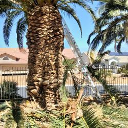 Canary Palm Trimming 