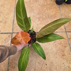 Philodendron 'Prince of Orange'