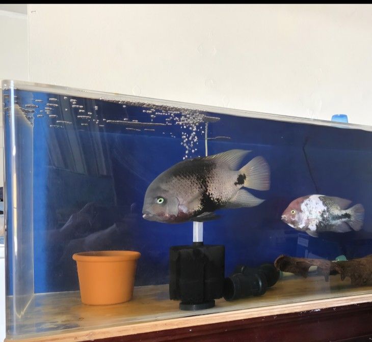 Fish Tank Aquarium Decor