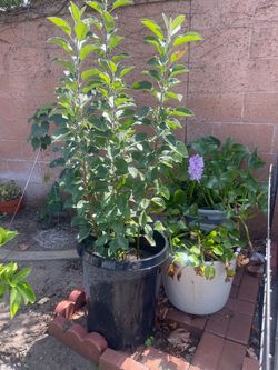 apple tree