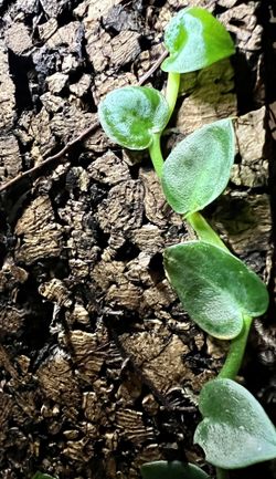 Rhaphidophora Hayi Plants Terrarium Exoterra Bioactive Vivarium Springtails Isopods Reptiles Dark Frogs Jumping Spider 