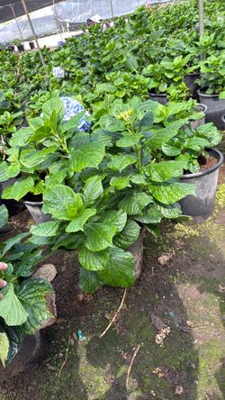 Blue hydrangea 5g