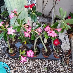 Desert Rose's From Seeds 