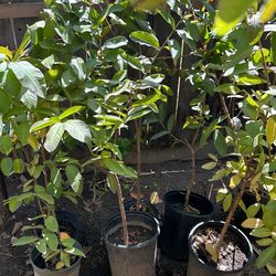 Guava Trees) ( Arboles De Guyaba, Aguacate, Granada