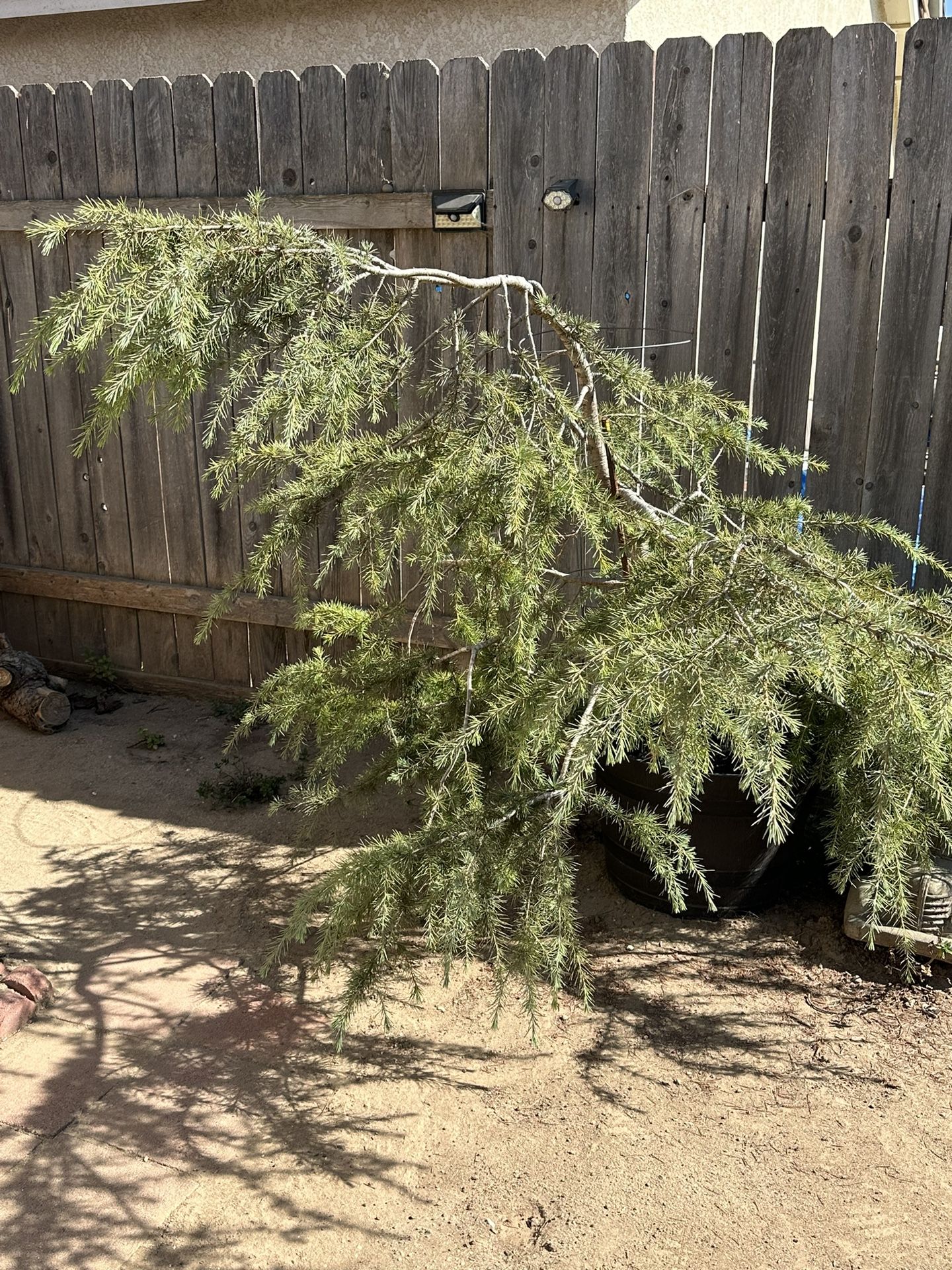 Deodar Cedar Tree