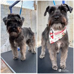 At Home Dog Grooming