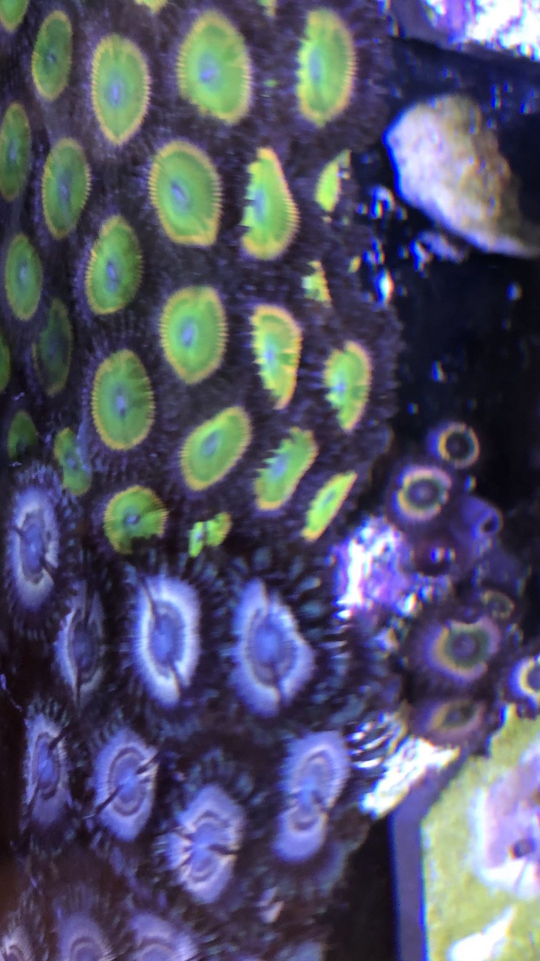 Saltwater Corals