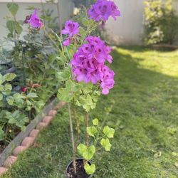 Tall Geranium In One Gallon Plastic Pot