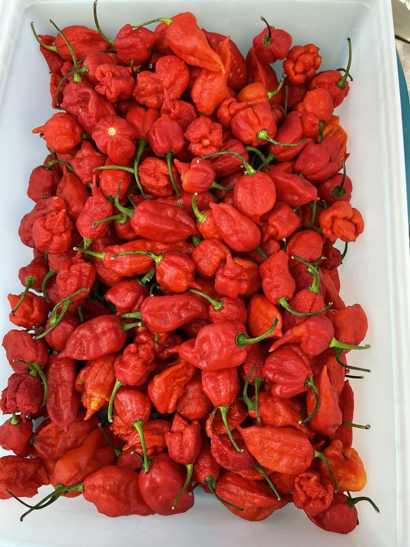 Carolina Reapers & Super Hot Pepper Varieties 