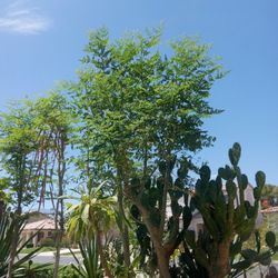  Desert 🏜️ Plants , Trees , Custom Fountain S 