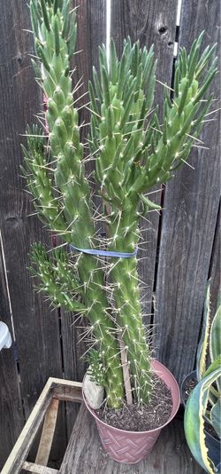 Cactus plant