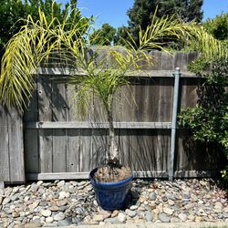 Queen Palm In Pot