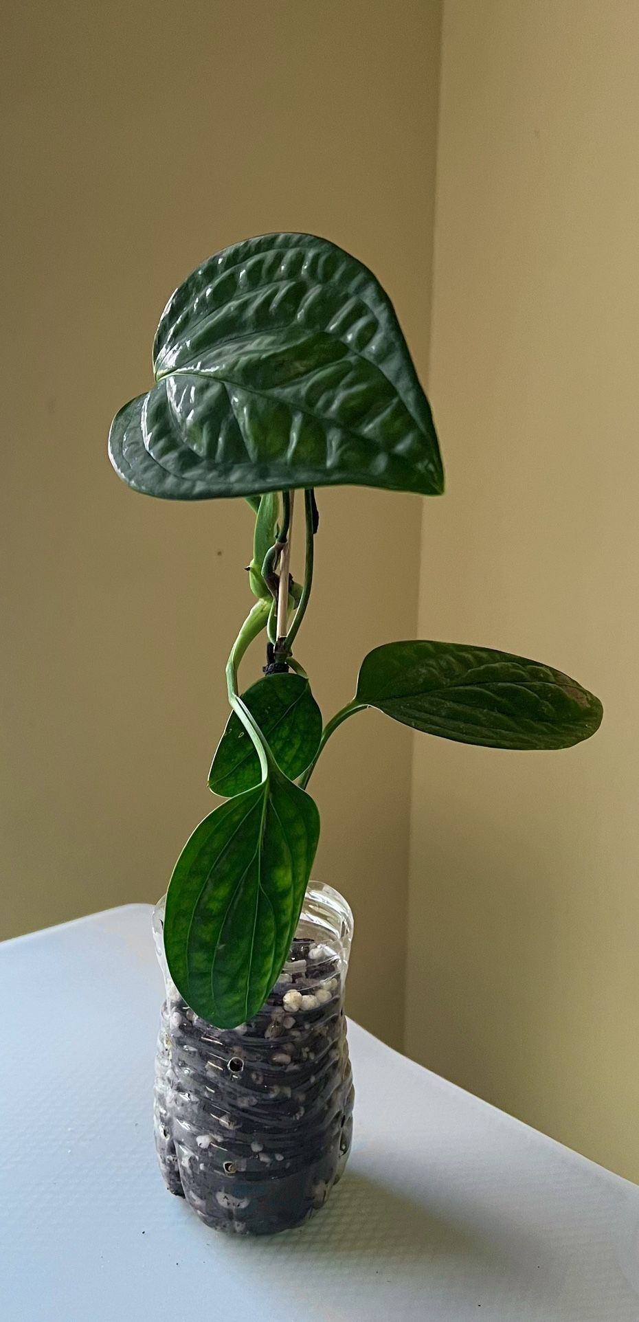 Monstera Peru