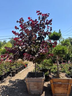 Forest Pansy redbuds