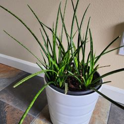 Sansevieria Houseplant Live 
