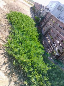Ice plant take it all