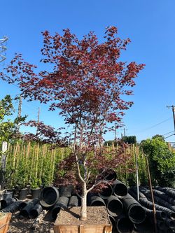 Japanese maple (Bloodgood)