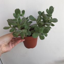 Cute Panda Paw 🐾 Succulents Plant