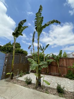 Banana Tree $40