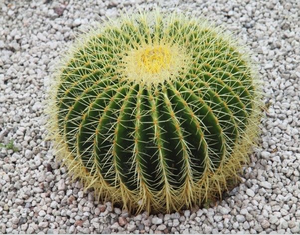BIG BARREL CACTUS SALE Barell Barrell Cacti Cactuses Yard Decor Succulents Succulants Lawn Care Landscaping Maintenance Arizona California Desert