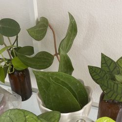 Hoya Macrophylla Cutting 