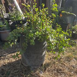 Planta de la abundancia