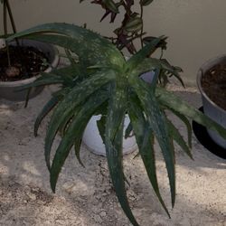 Alloe Vera Plant