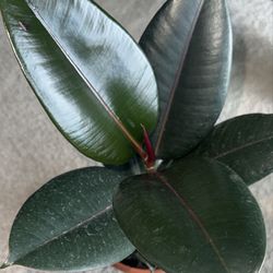 Rubber Plant Live