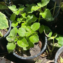 Cuba Oregano 