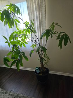 Braided Money Tree (Pachira Aquatica)