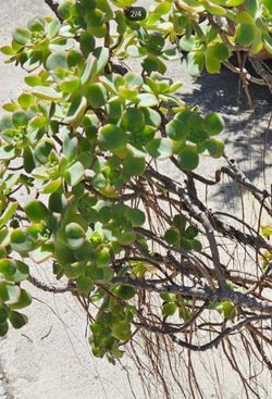 Mature 12" Vintage Clay Pot with Huge Cascading Aeonium Tree (Bonsai Style)