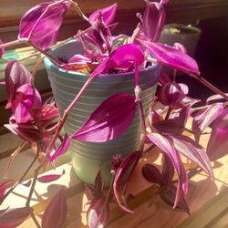 Tradescantia Zebrina Plant 🪴