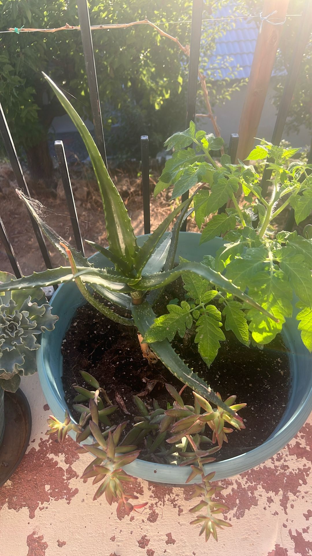 Aloe Vera With Tomato Plant With Another Succulent