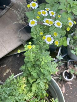 Tanacetum Parthenium- Medicin Altamirathe