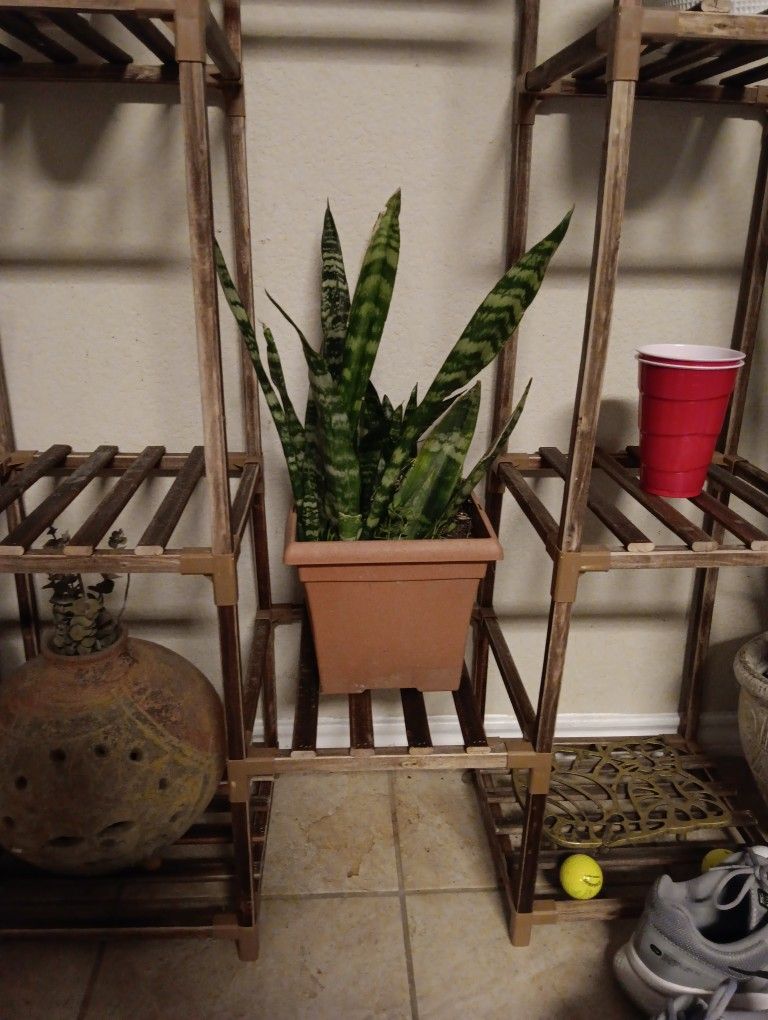 Real Snake Plant